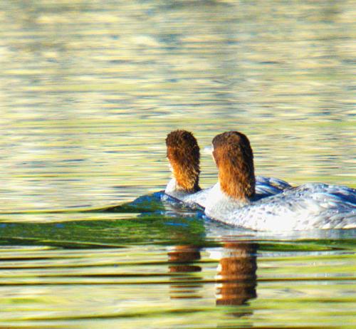 BirdsLookingAway