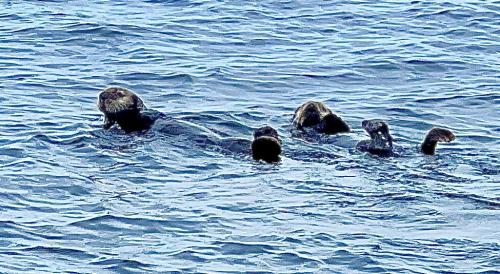 Almost tripping over the sea otters, north of Shearwater, B.C.