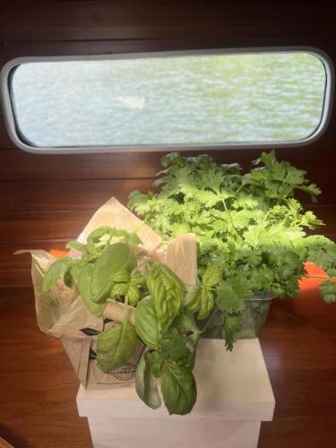 basil and cilantro in the SeaScape garden